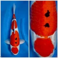 Sanke Maruten f1 47cm 