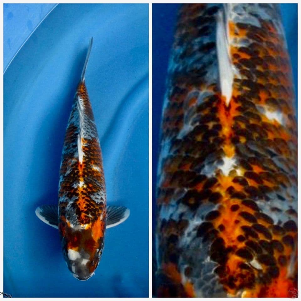 super antik F1 marusai 45cm 