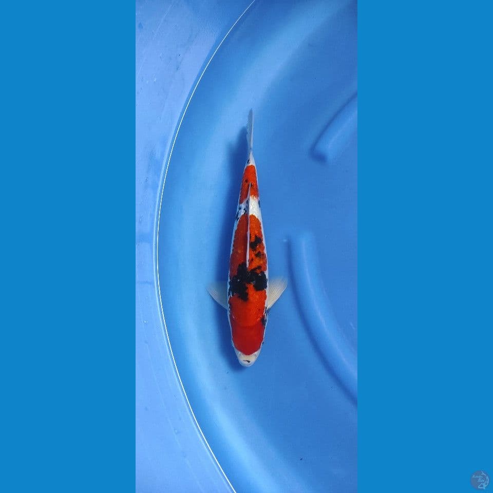 sanke 36cm male gindrind 