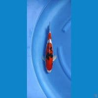 sanke 36cm male gindrind 