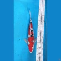 sanke 34cm male