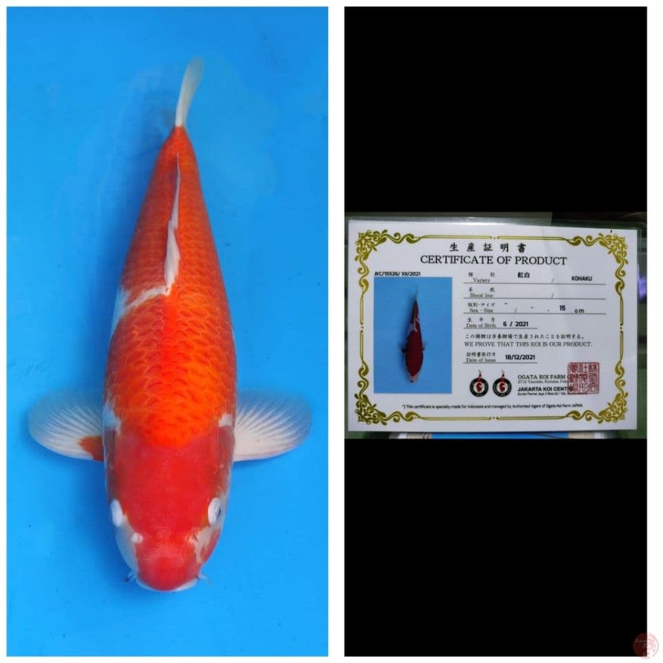Ogata Kohaku