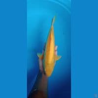 karasi aragoke mata merah 40 cm 