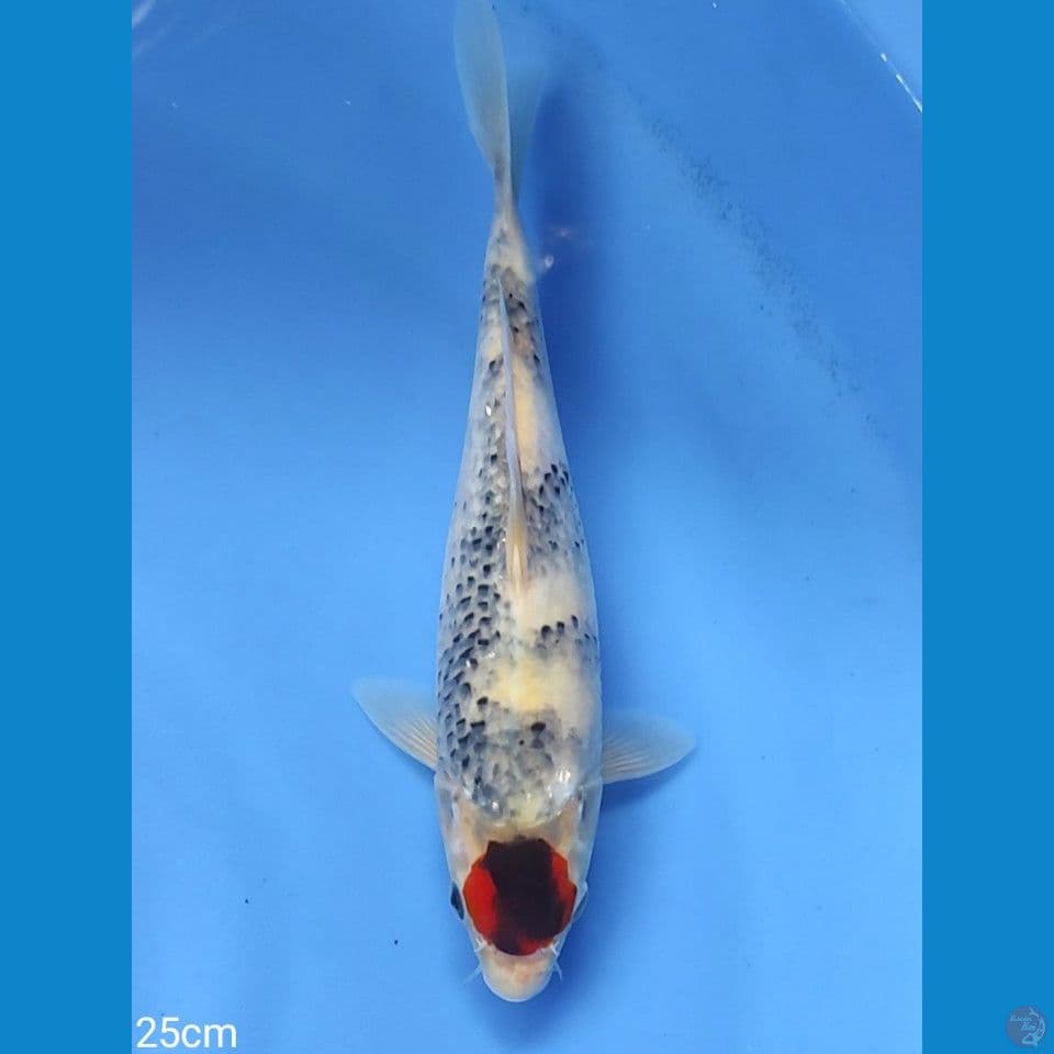 unique tancho showa 25cm