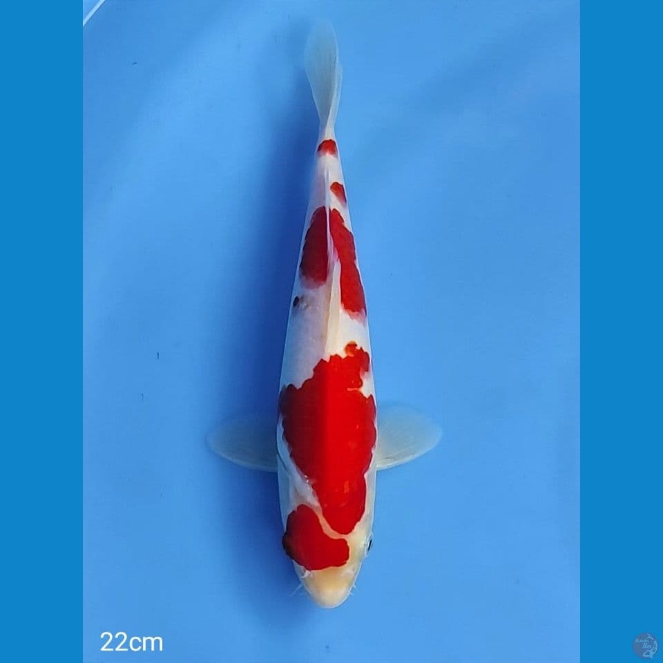 deep red 22cm