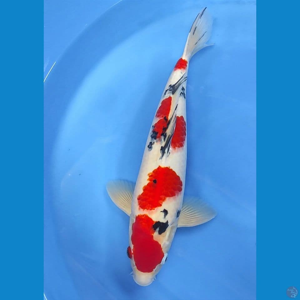 40cm