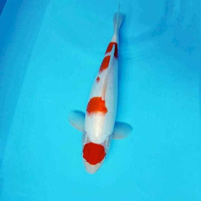 ARA 3 - MARUTEN KOHAKU