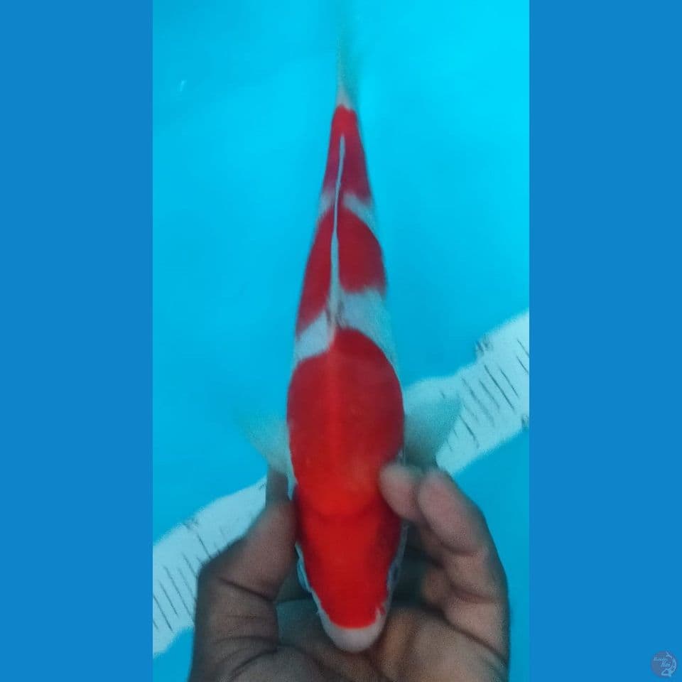 KOHAKU 28