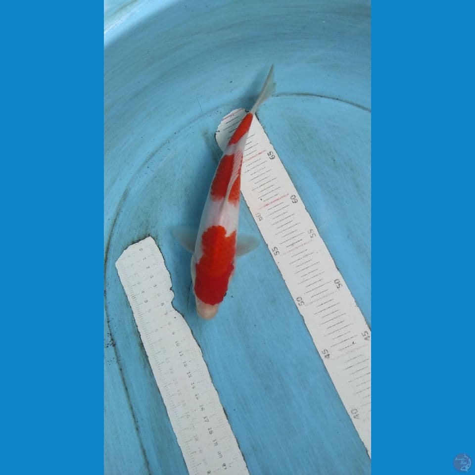 kohaku 25cm