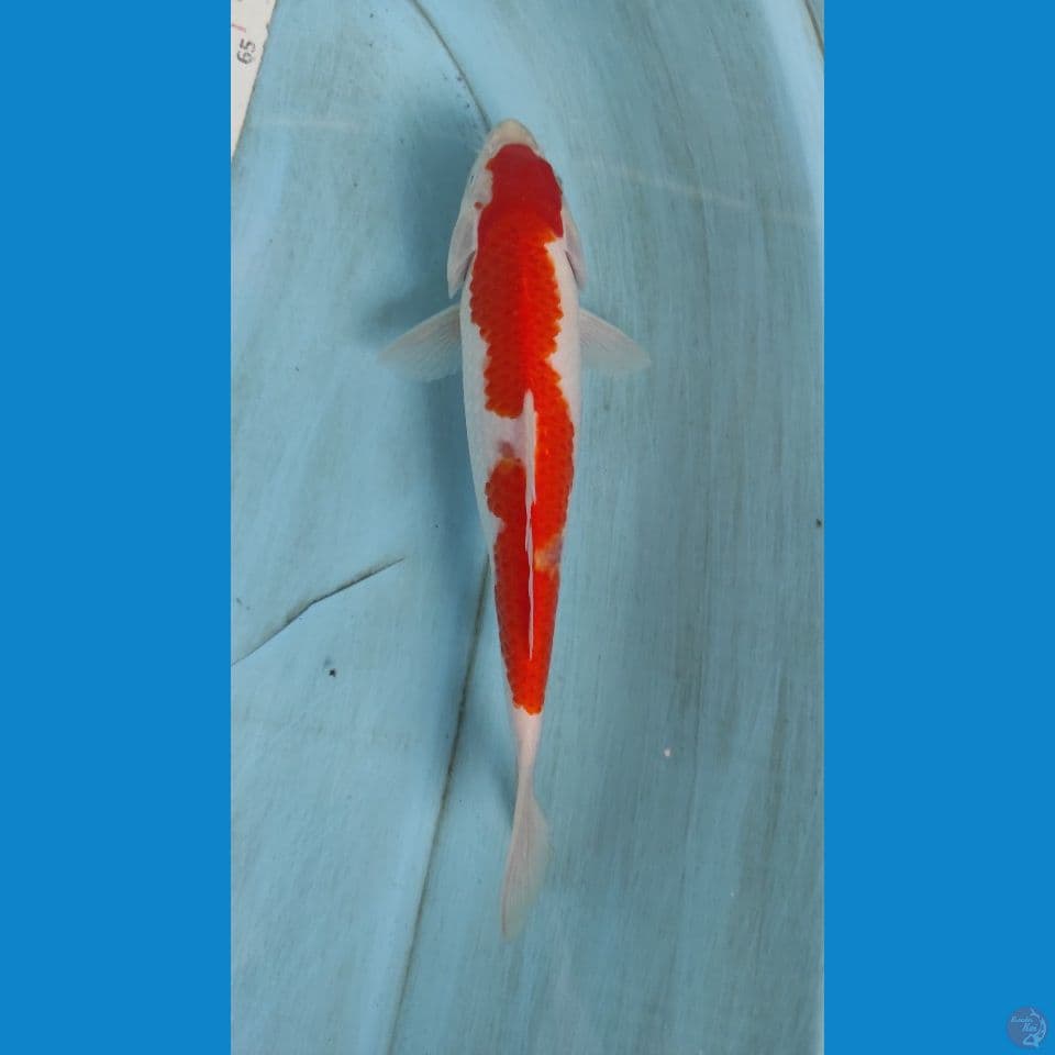 kohaku 25cm