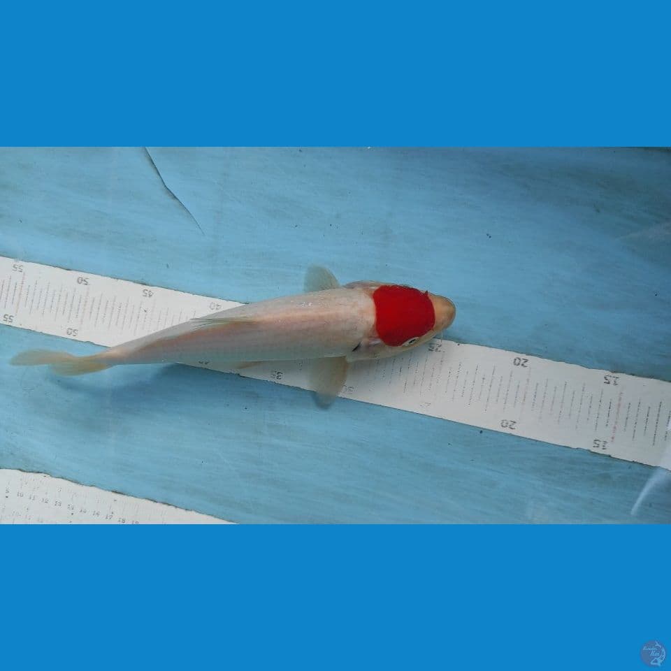tancho 28cm
