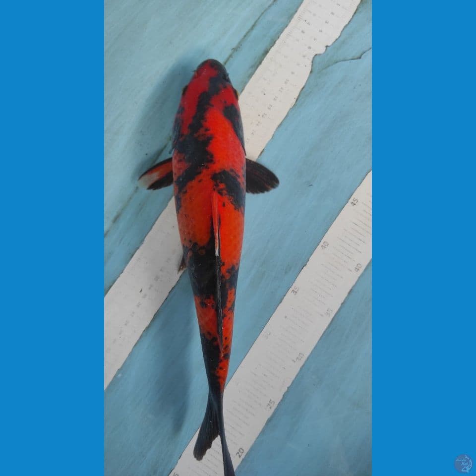 utsuri 35cm