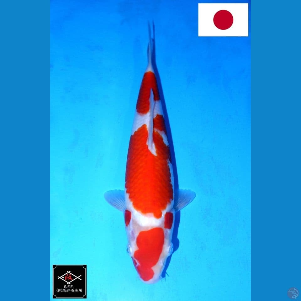 SAKAI YONDAN KOHAKU HQ 32CM