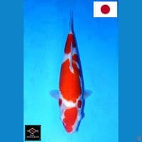 SAKAI YONDAN KOHAKU HQ 32CM