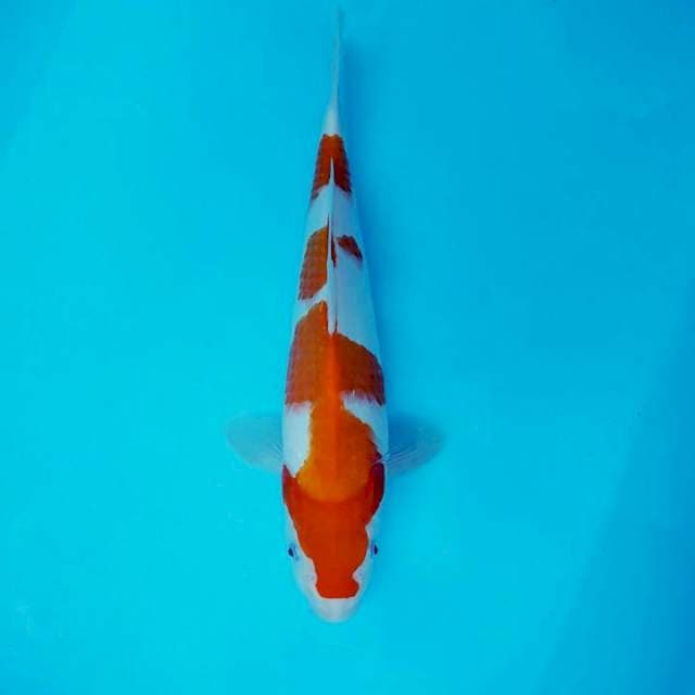 ARA 6 - KOHAKU