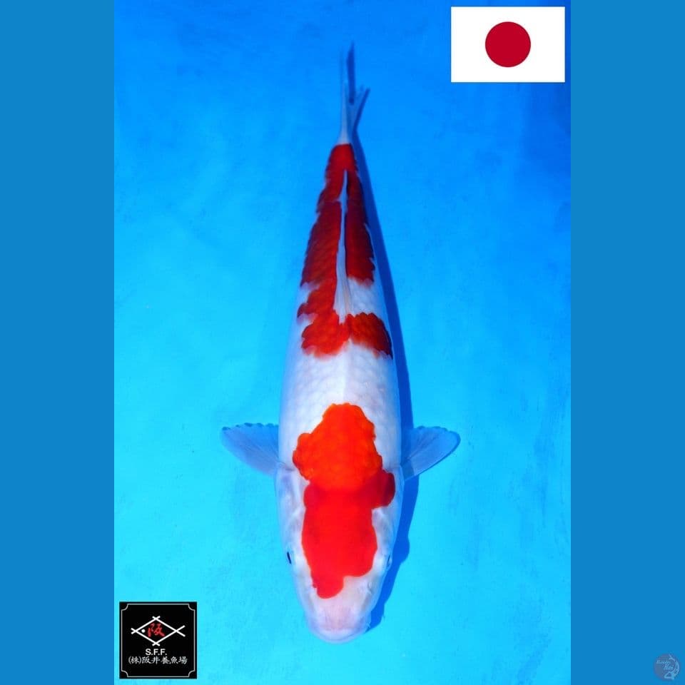 SAKAI NIDAN KIHAKU SQ 33CM