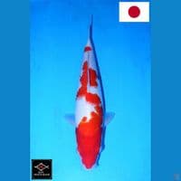 SAKAI INAZUMA NIDAN KOHAKU HQ 33CM