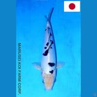 MARUSEI DOITSHU BEKKO SQ 32CM
