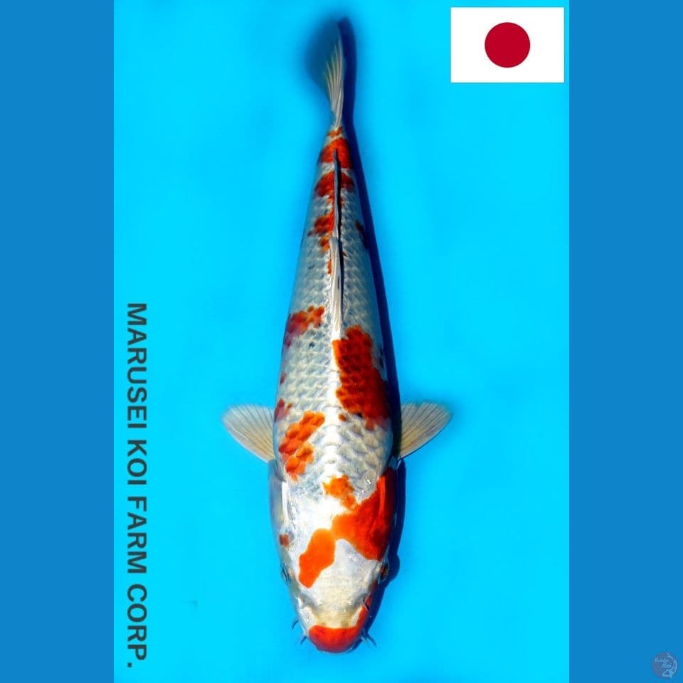 MARUSEI SAKURA OGON 32CM