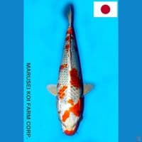 MARUSEI SAKURA OGON 32CM