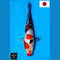 SAKAI SAKURA SANKE HQ 30CM