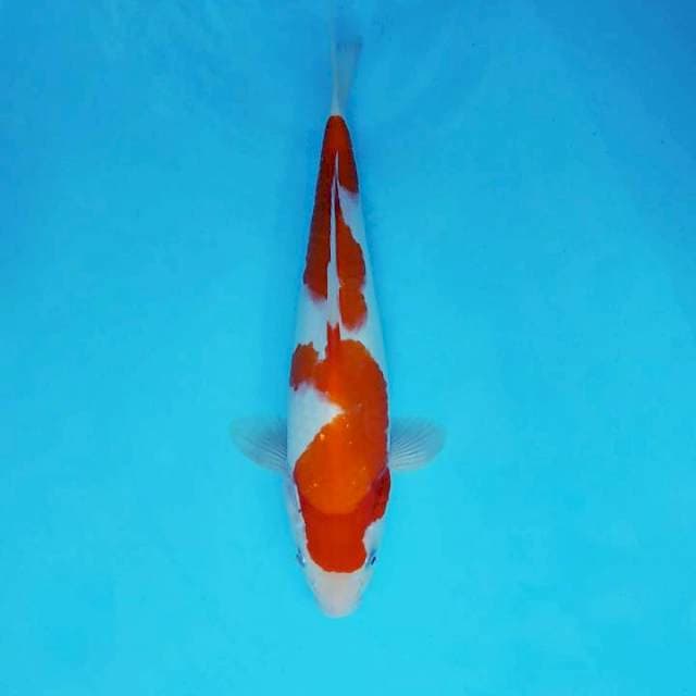 ARA 7 - KOHAKU
