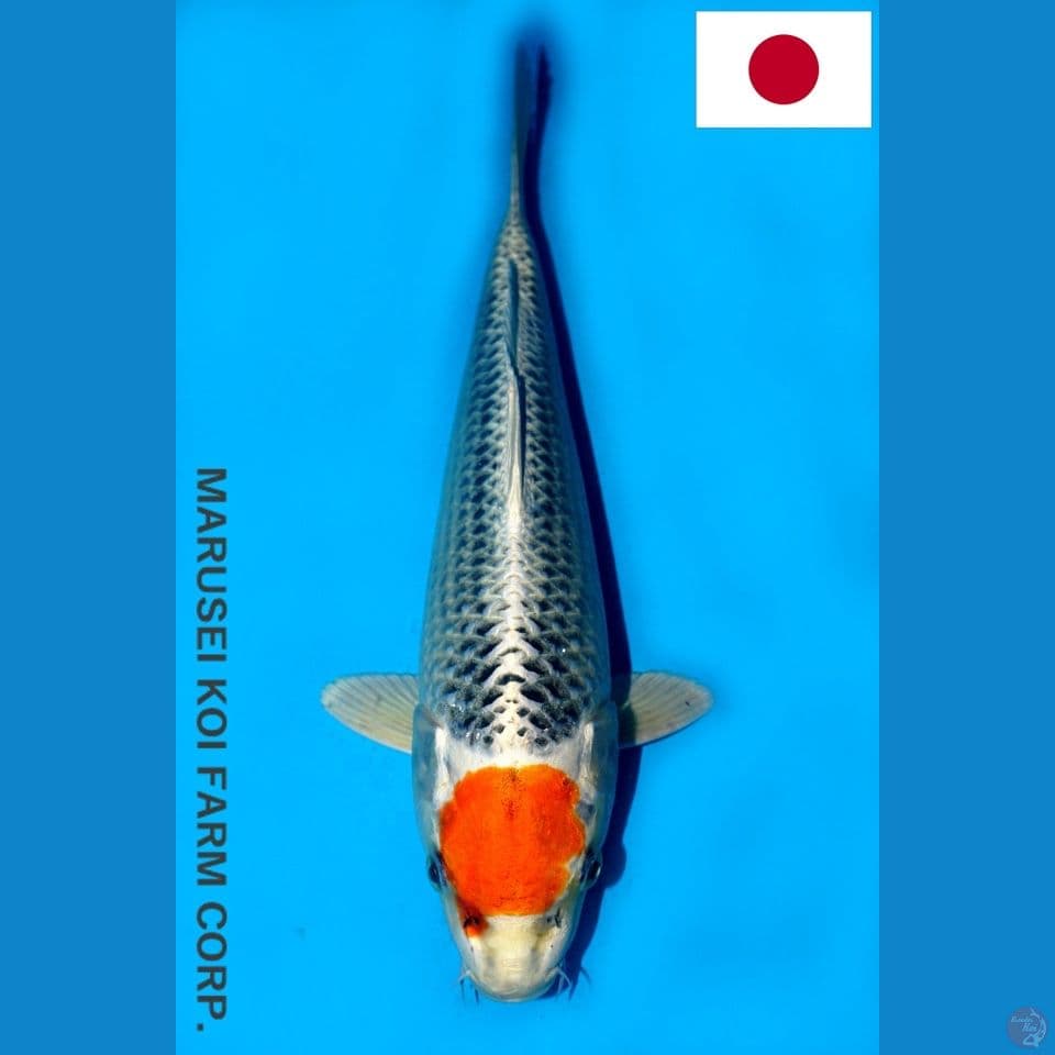 MARUSEI TC KUJAKU SQ 29CM