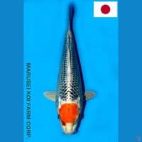 MARUSEI TC KUJAKU SQ 29CM