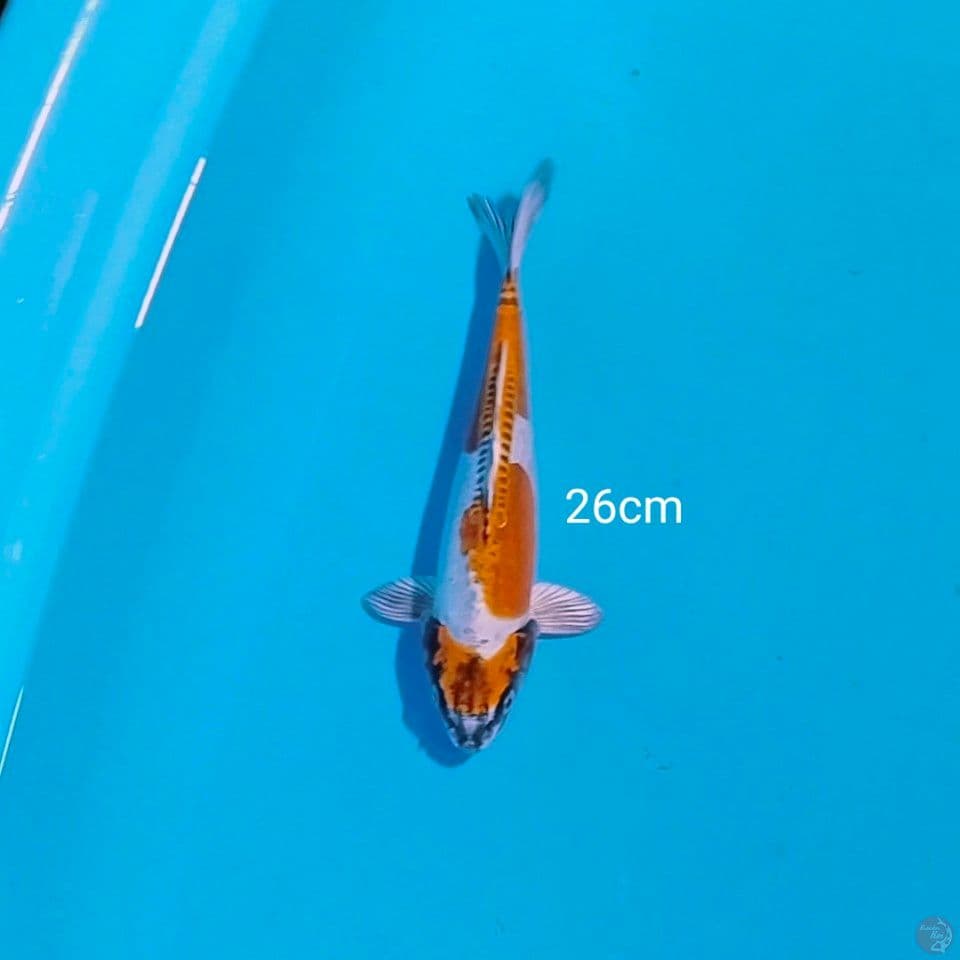 kiko 26cm