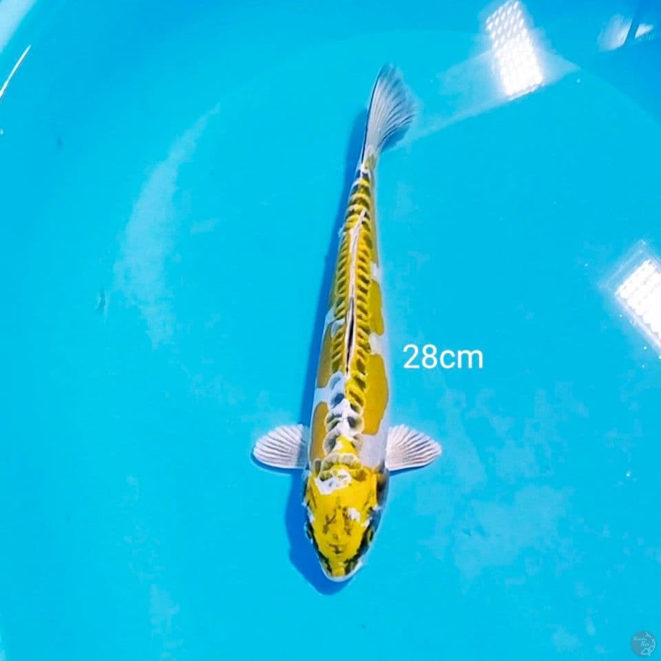 kiko 28cm