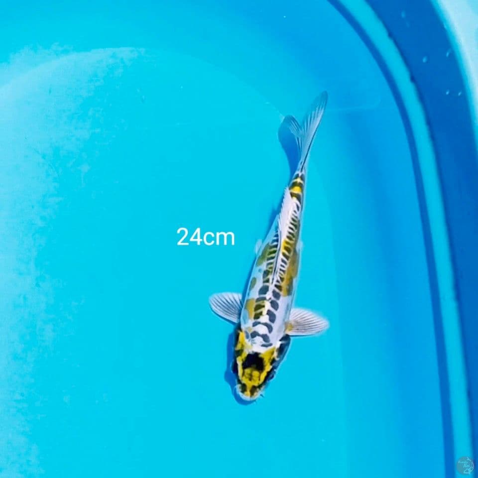 kiko 24cm