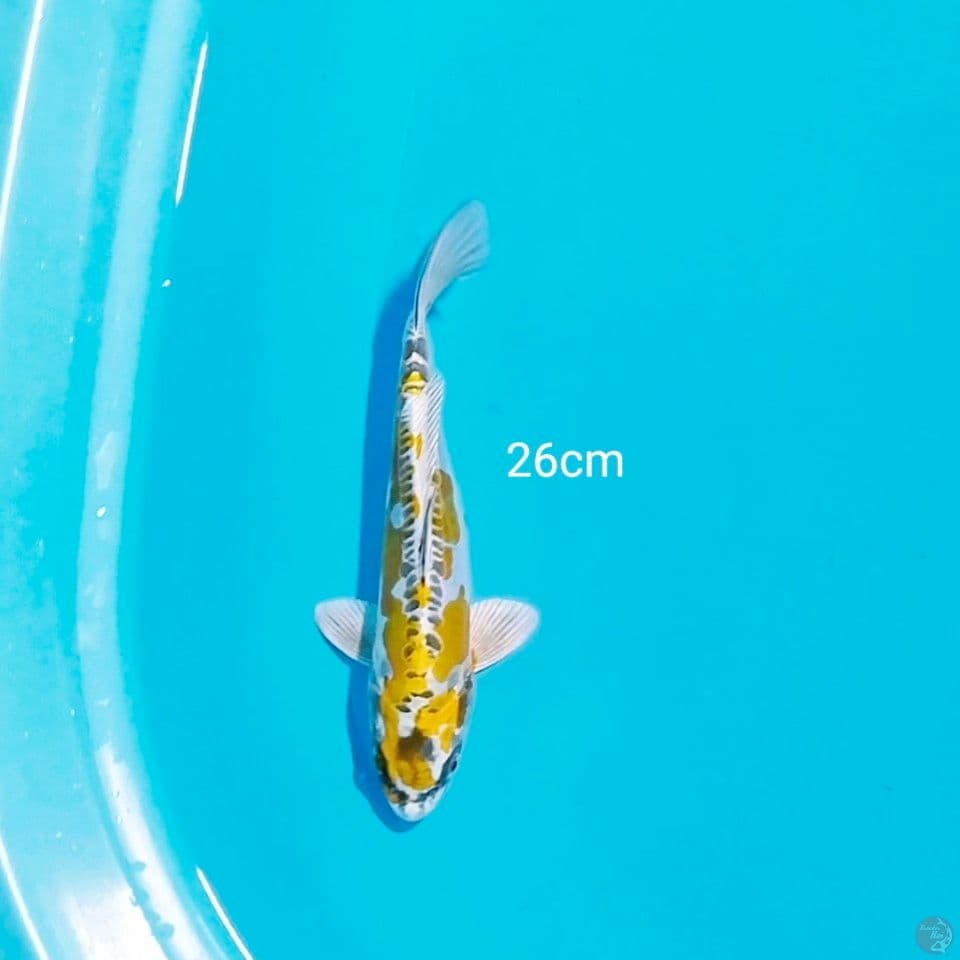 kiko 26cm