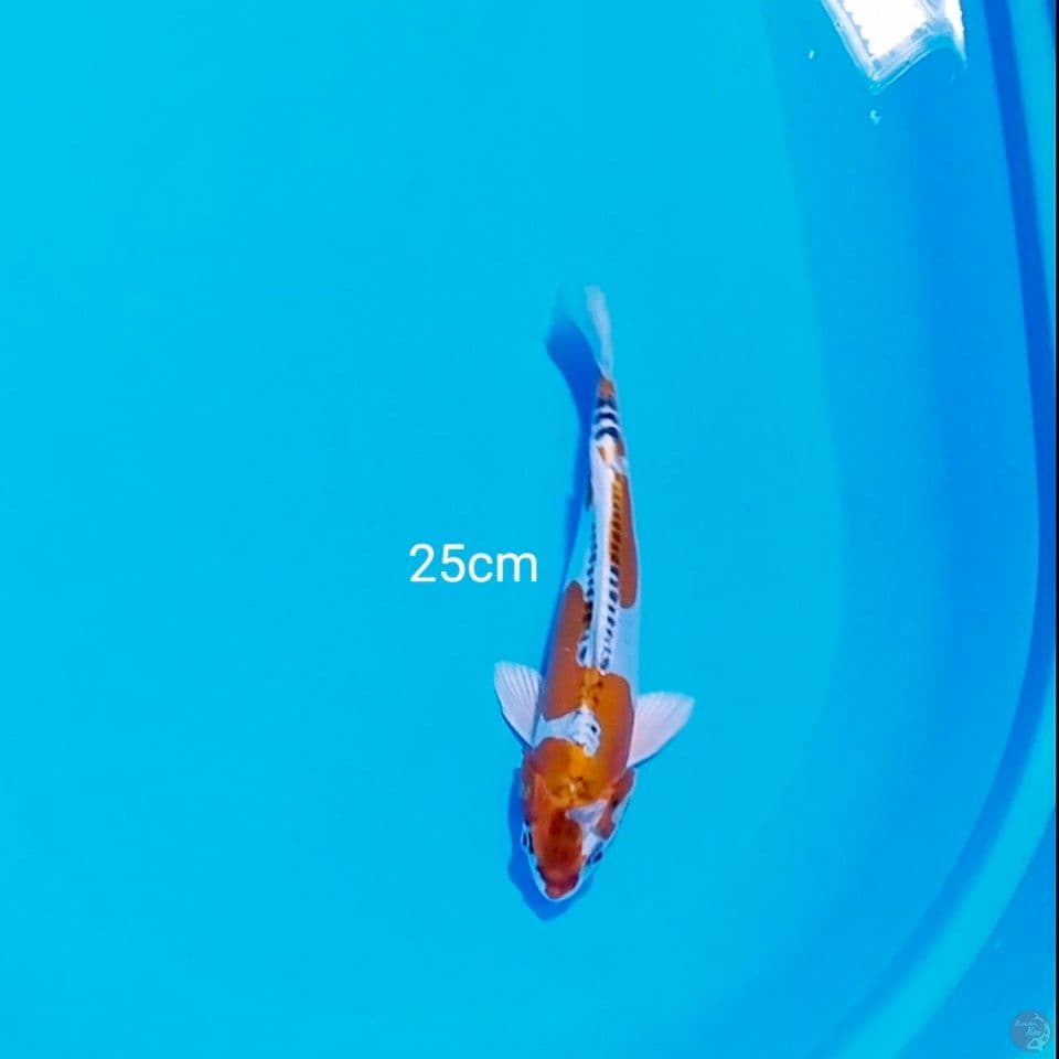 kiko 26cm