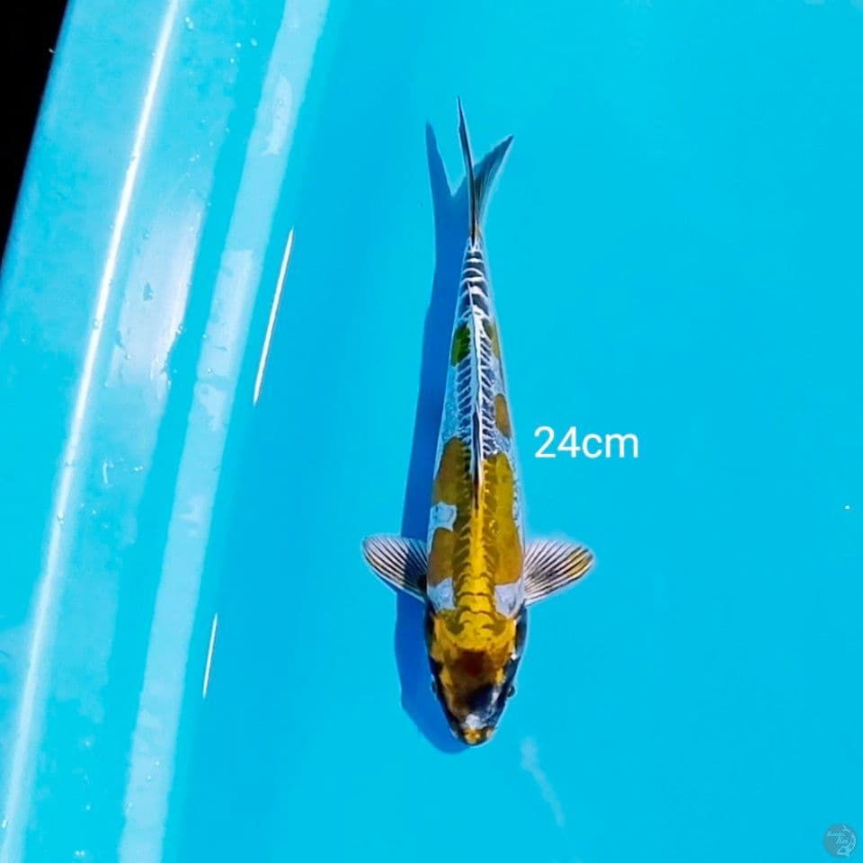 kiko 24cm