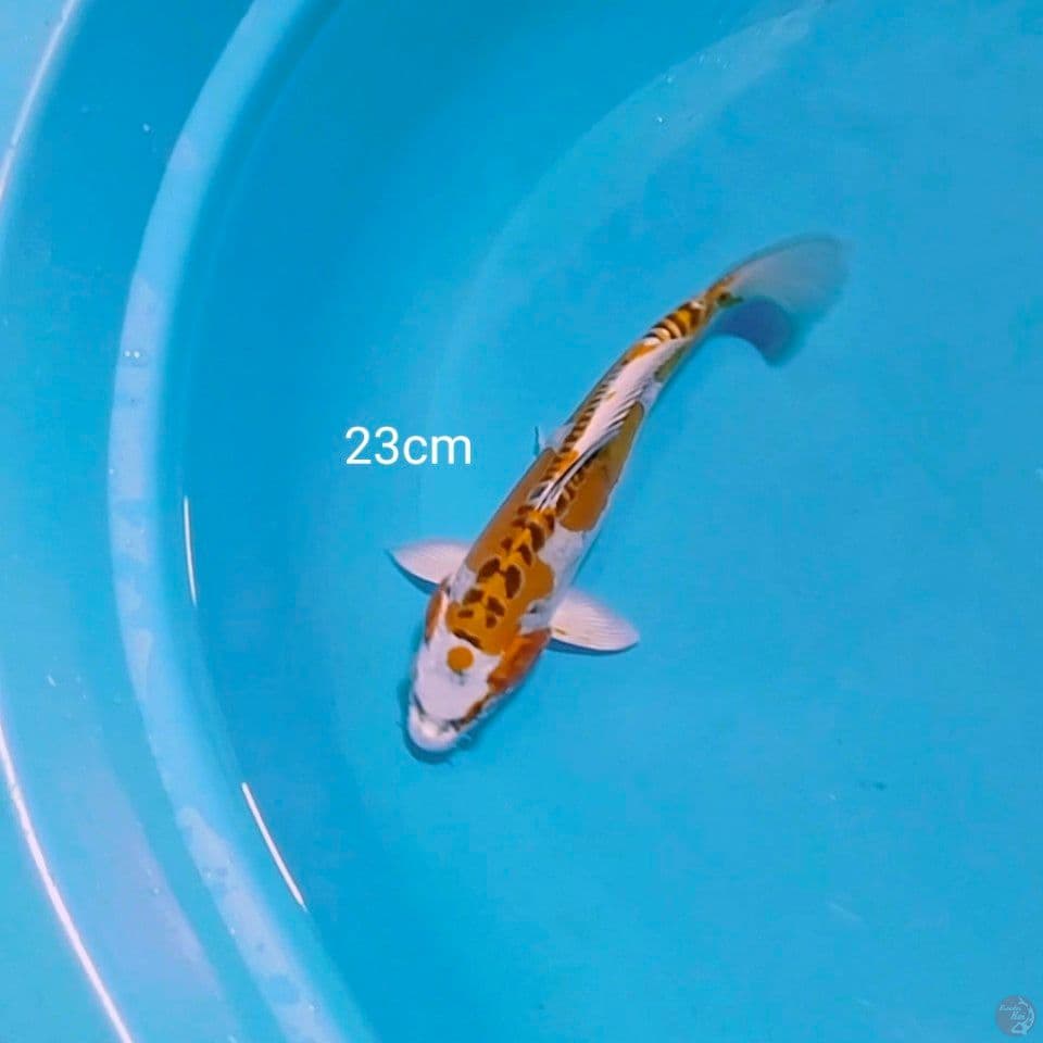 kiko 24cm