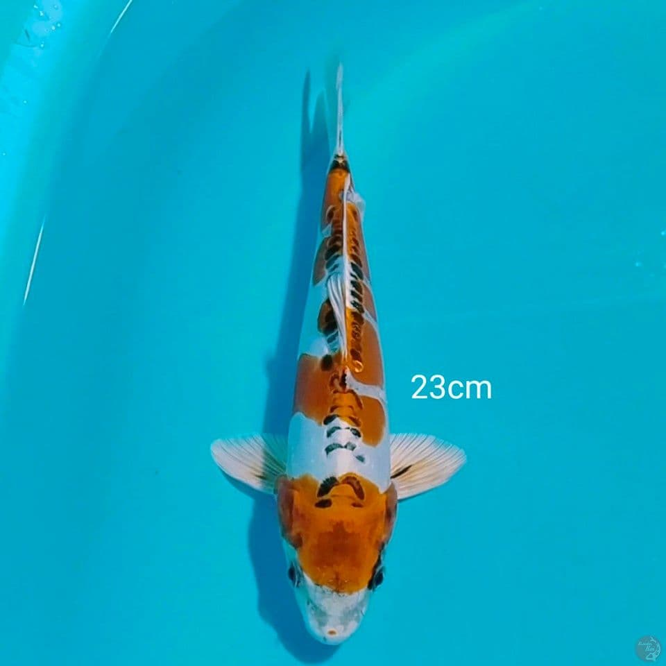 kiko 23cm