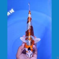 KUJAKU 29 CM MALE