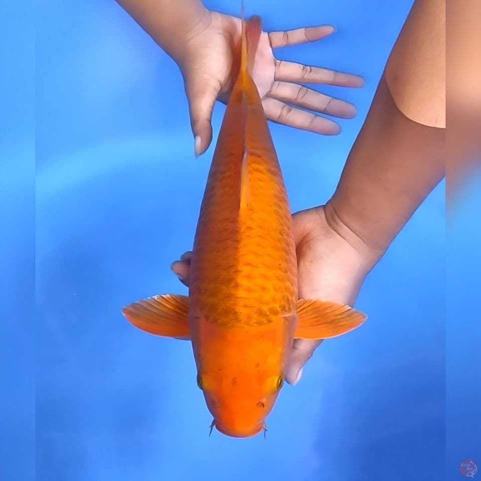 chagoi # 42cm - Male