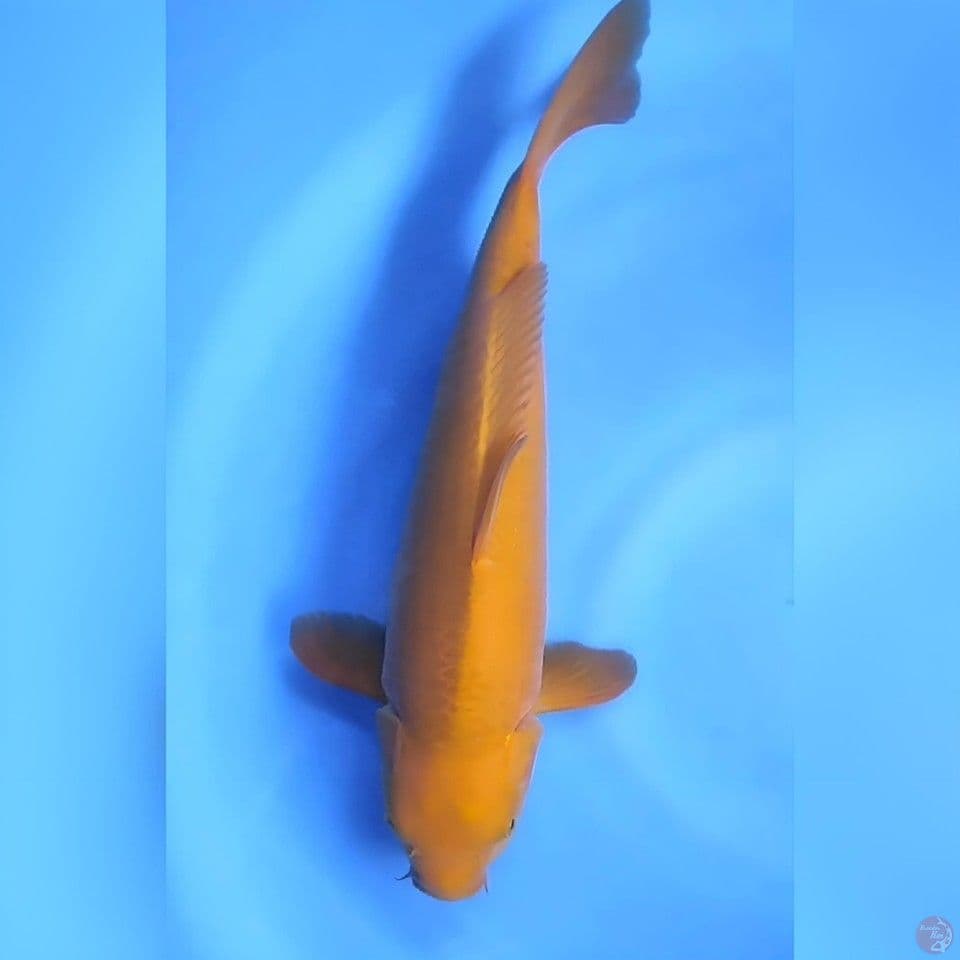 chagoi # 42cm - Female