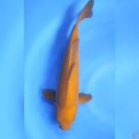 chagoi # 42cm - Female