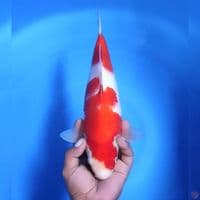 kohaku # 34cm - Female