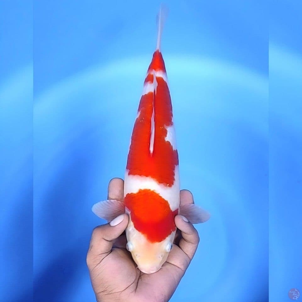 kohaku # 33cm - Female