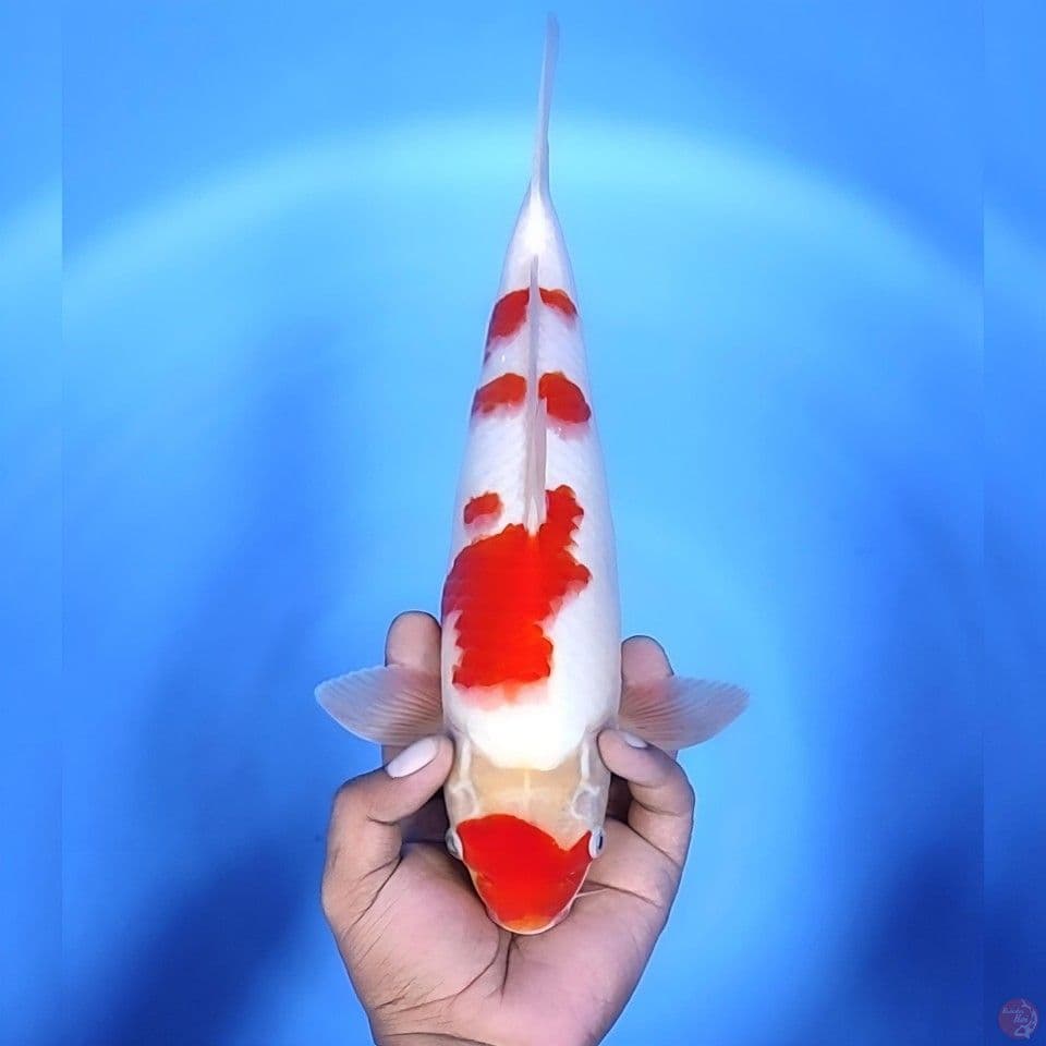 kohaku # 33cm - Male