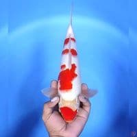 kohaku # 33cm - Male