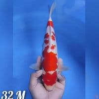 kohaku # 32cm - Male