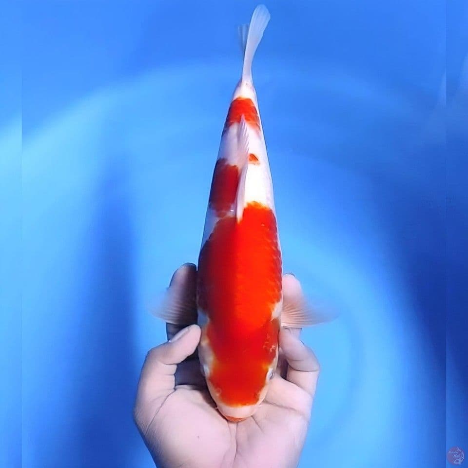kohaku # 32cm - Female