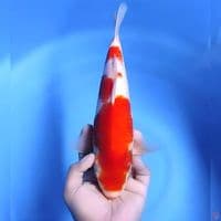 kohaku # 32cm - Female
