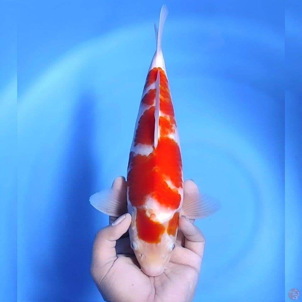 kohaku # 32cm - Male