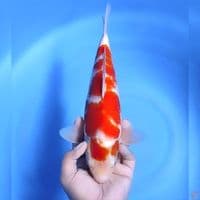 kohaku # 32cm - Male