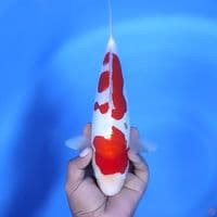 Doitsu kohaku # 31cm - Female